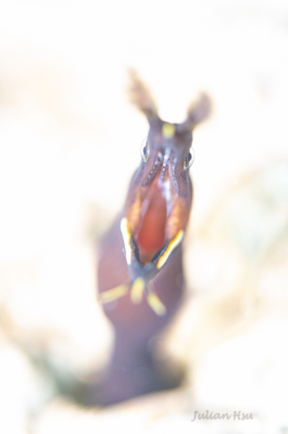 A Ribbon Eel