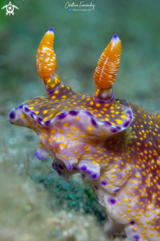 A Nudibranch