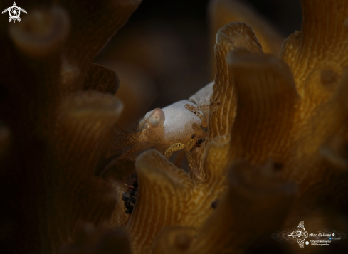 A Coral Shrimp (5 mm/0.20 Inch)