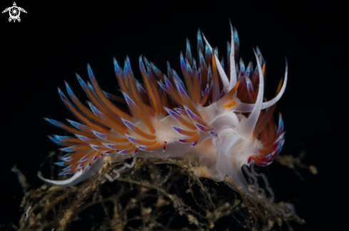 A Cratena nudibranch 