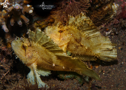 A Leaf Fish