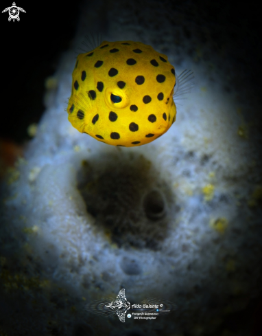 A Yellow Boxfish Juvenil