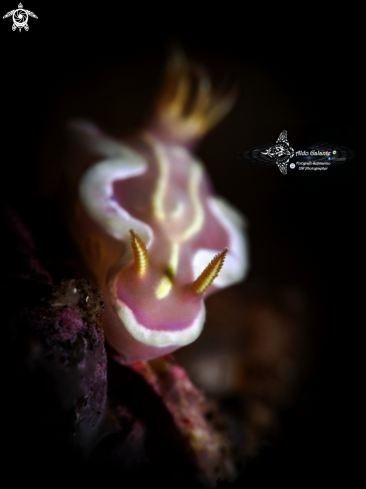 A Nudibranch