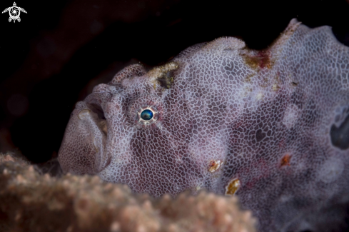 A Abantennarius coccineus