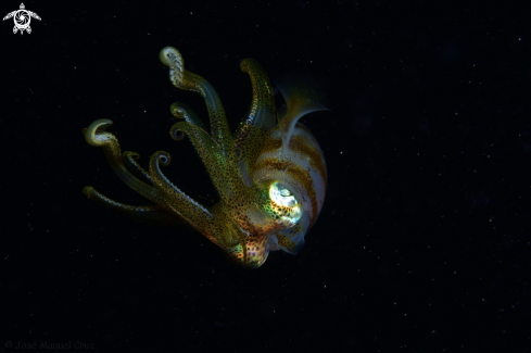 A Bigfin Reef Squid