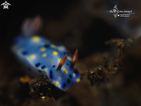 A Nudibranch