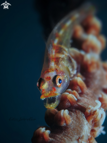 A Wire Coral Goby 