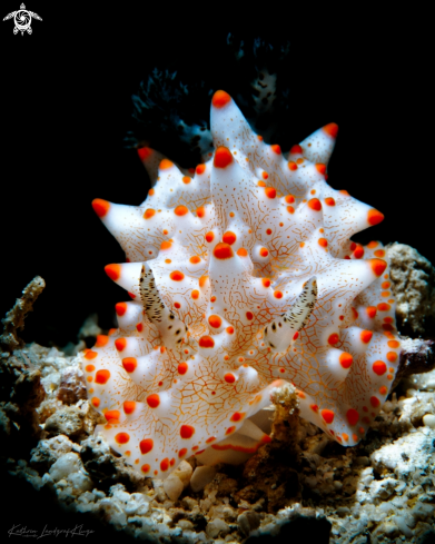 A Red-dotted nudibranch 