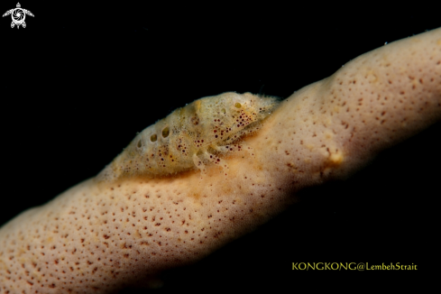 A Cryptic Sponge Shrimp