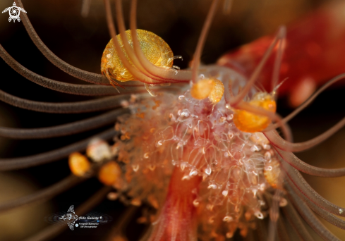 A Orange Ladybug Amphipod (2-5mm/0.078-0.196 inch)