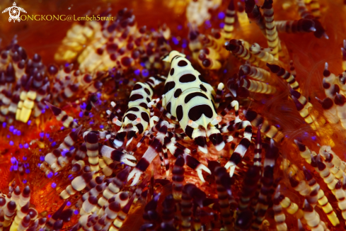 A Fire urchins and their inhabitants Coleman shrimp