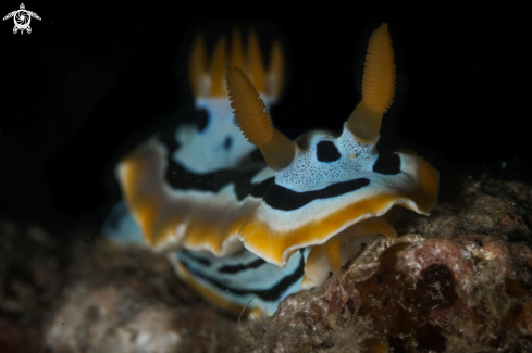 A Chromodoris quadricolor nudibranch