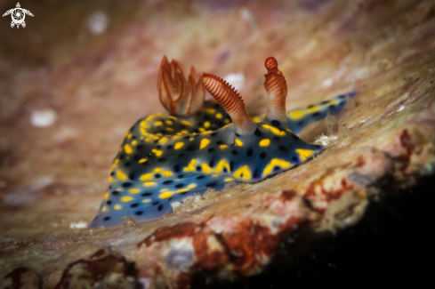 A Hypselodoris infucata nudibranch