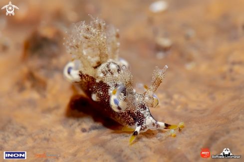 A Nudibranch