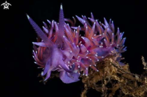 A Flabellina nudibranch