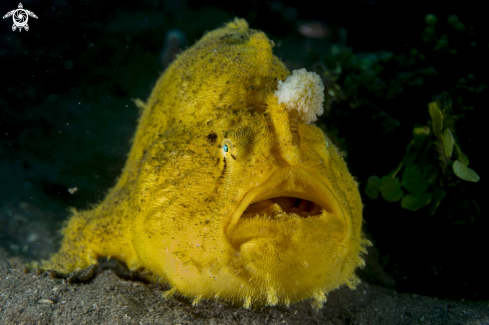 A Shaggy Frogfish