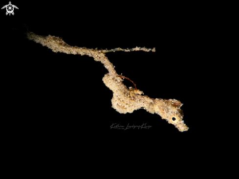 A Lembeh Sea Dragon 