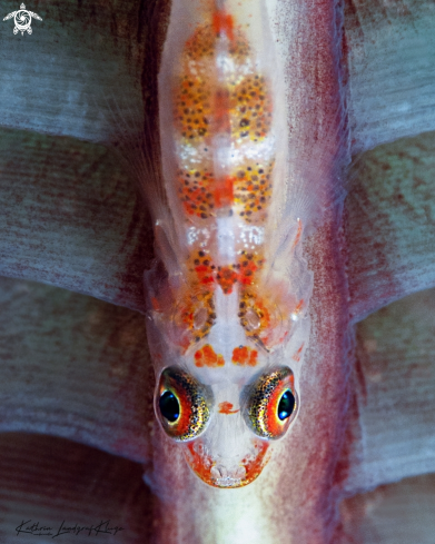 A Goby on a Sea Pen 