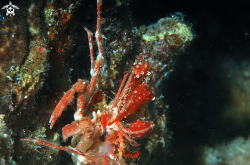 A Decorator crab