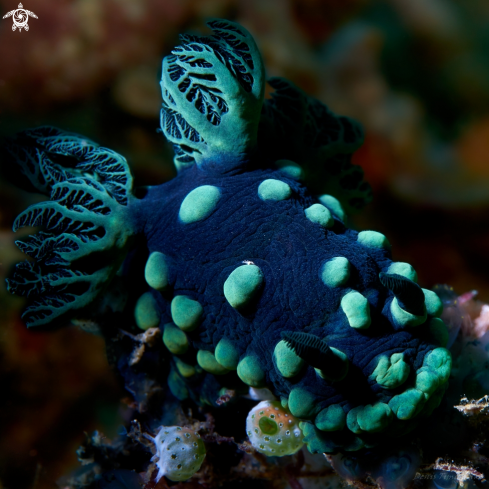 A NUDIBRANCH