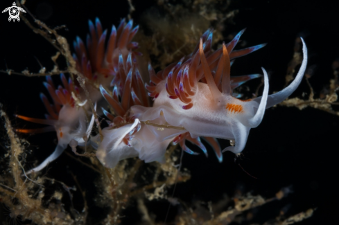 A Cratena nudibranch 