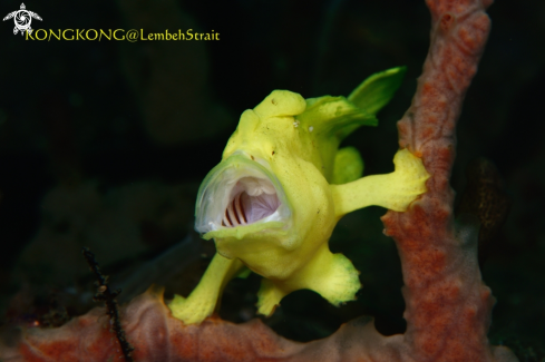 A Yellow Frogfish