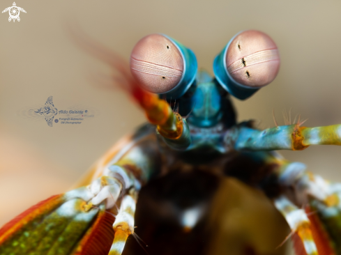 A Mantis Shrimp