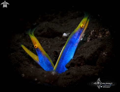 A Male Phase Blue Ribbon Eel