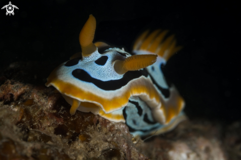 A Quadricolor nudibranch