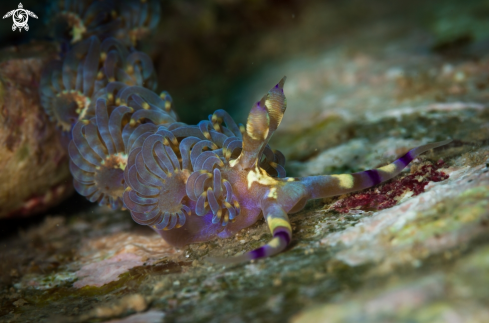 A Pteraeolidia semperi nudibranch