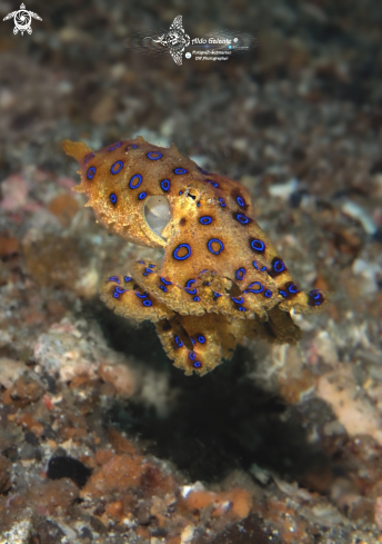 A Blue Ring Octopus 