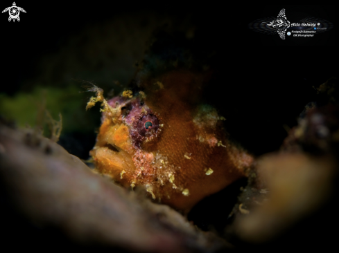 A Frogfish