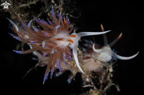 A Cratena nudibranch 