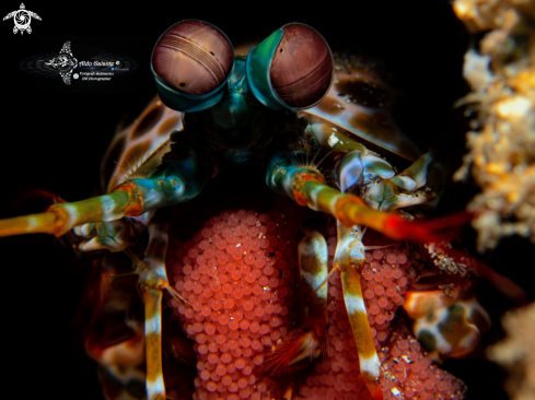 A Mantis Shrimp