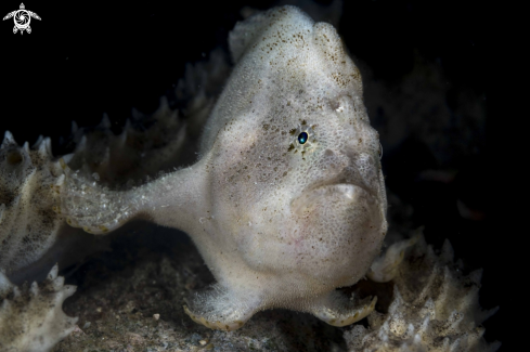 A Striped Frogfish