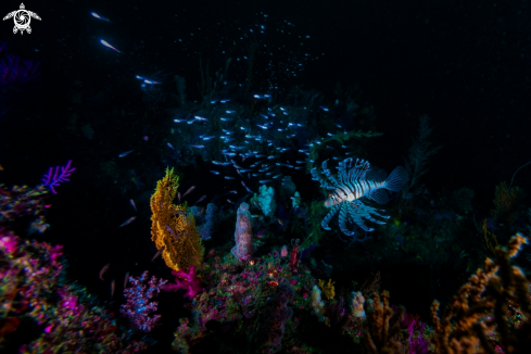 A Luna lion fish 