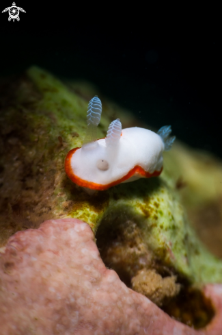 A Goniobranchus albonares nudibranch