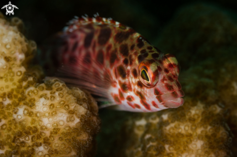 A Coral fish