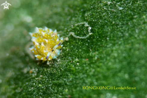 A Shaun the sheep nudibranch (Costasiella kuroshimae)