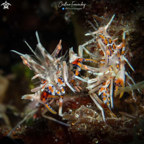 A Tiger shrimp