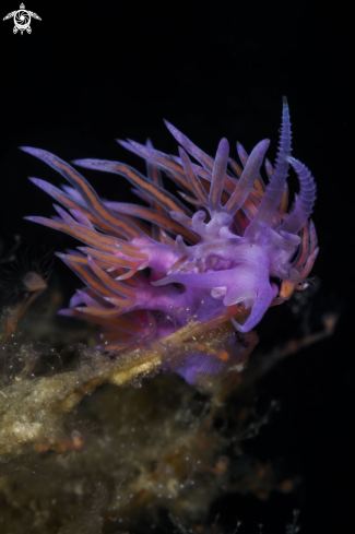 A Flabellina nudibranch