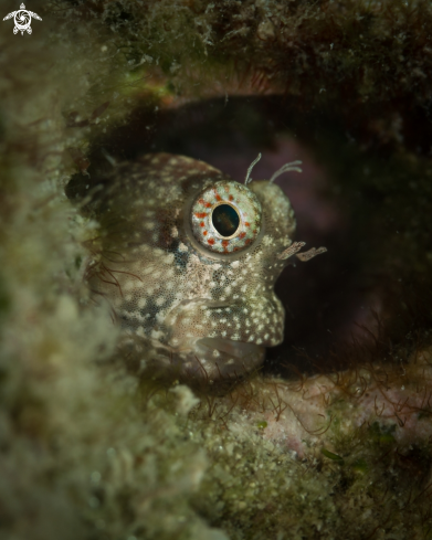 A Andaman gobi fish