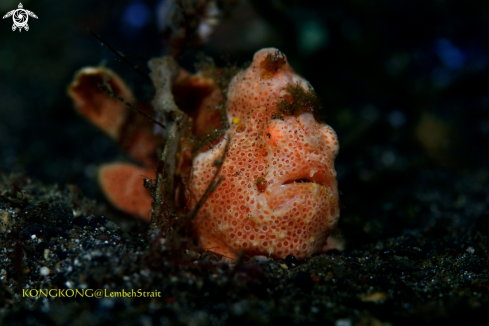 A Giant Frogfish