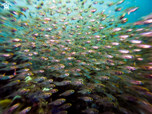 A Cardinalfishes