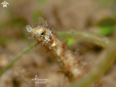 A Shortpouch Pygmy Pipehorse - max. length of 6 cm/ 2.4 in. 