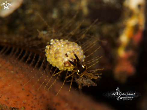 A Doto Sea Slug & Skeleton Shrimp