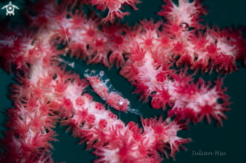 A Gorgonian Shrimp