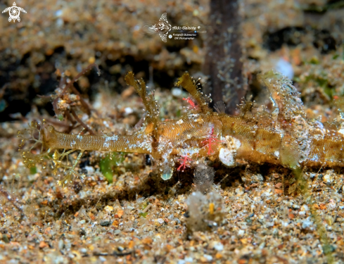 A Ornate Pipe Fish