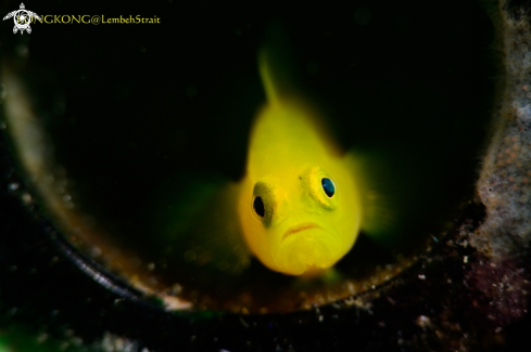 A Ornate Goby in a beer bottle