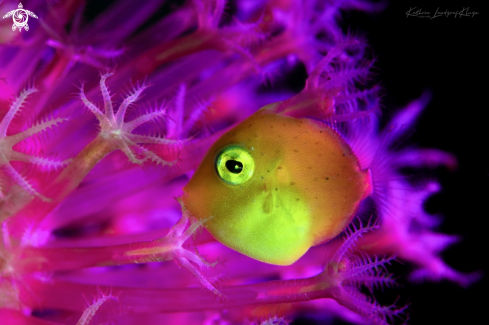 A Juvenile Puffer Filefish 